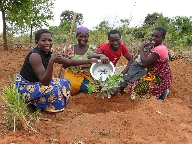 Planting Fruit Trees - Projektupdate Q1, 2020