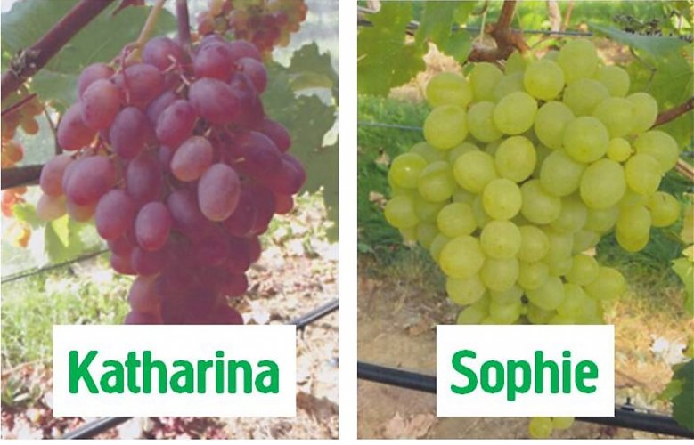 Trauben aus der Region: Kooperation mit dem Weingut Bischmann